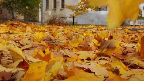Detail View on Yellow Maple Leaves Falling to Ground in Autumn Park Golden Bright Foliage Covered