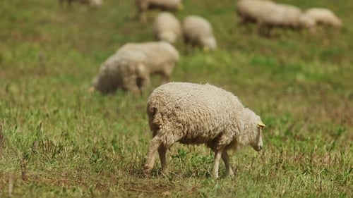 A Herd of Sheep are Grazing in a Field