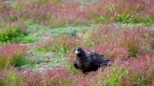 Gestreifte Caracaras ernähren die New Island Falklandinseln im Südatlantik.