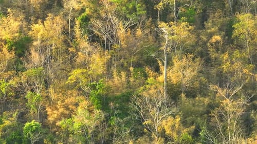 A mixed forest on high mountains during sunlight time, Aerial view.