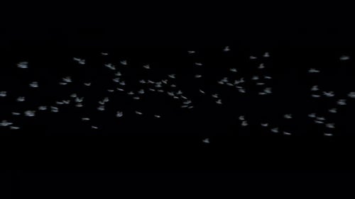Abstract Swarm of Flying Particles on Black
