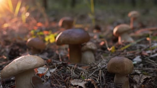 Ripe porcini mushrooms (boletus or cep) in an autumn forest.