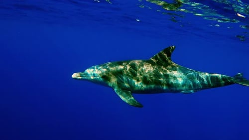Hermoso delfín nariz de botella nadando cerca de la superficie del agua, tiro mediano