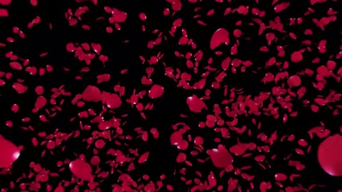 Red Rose Petals Burst and Falling Animation