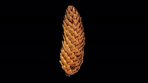 Rotating Pine Cone Isolated on Black Background