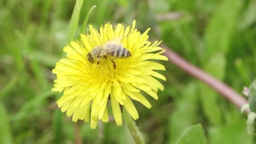 Bee Pollinating Dandelion Flower in Close-Up