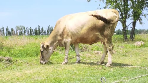 White Cow in the Field Eats Grass Against the Backdrop of Blue Skies and Mountains Farm with Cows