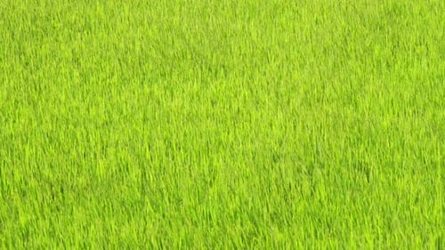 Scenic bright green rice field swaying in wind