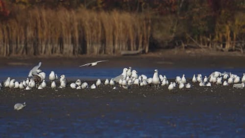 Many river gulls hunt fish in lakes, rivers, and canals. Seagulls fly over the water. Seagulls grace