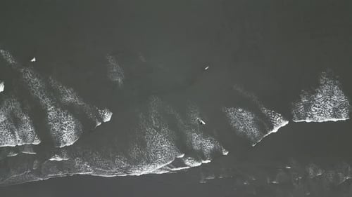 Top-down aerial view of a surfer with a dog on a board off the West Coast of Oregon, showcasing a un
