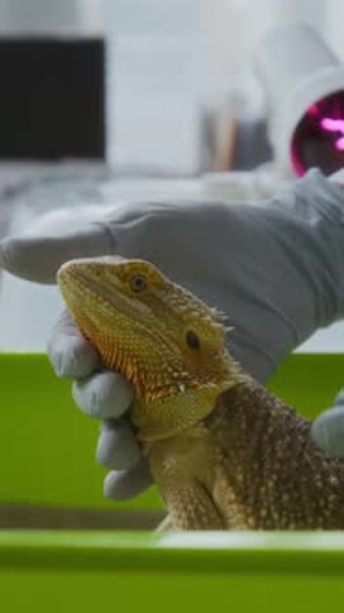 Gloved Hands of Veterinary Clinician Examining Exotic Pet in Medical Office