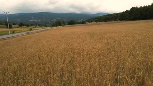 Aerial Field of Wheat