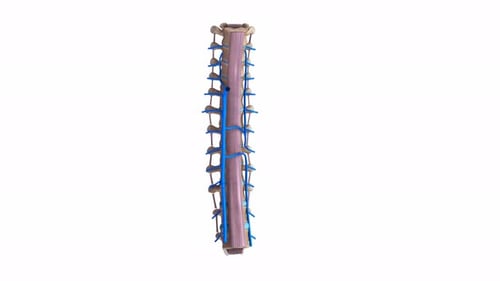 Medical visualization displays the human lumbar spine anatomy