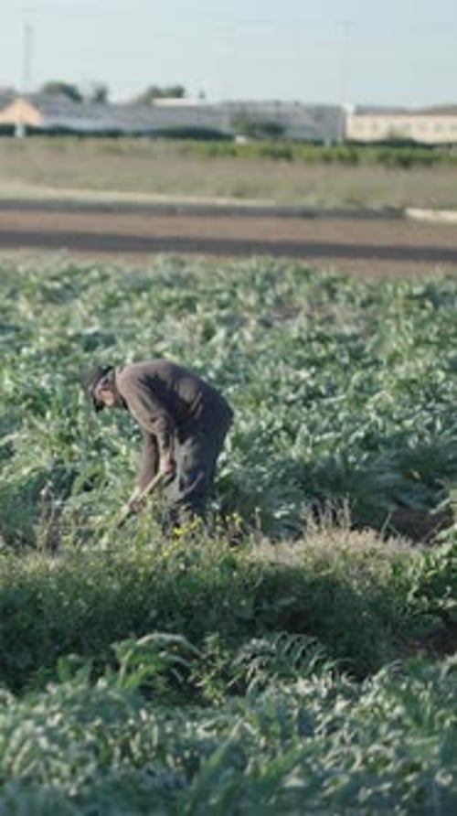 Agricultor está usando a enxada para limpar as ervas daninhas da plantação. Câmera lenta