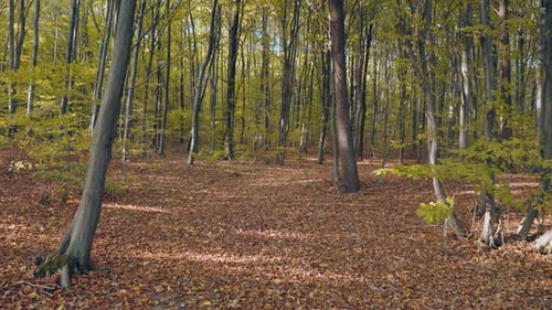 Autumn Forest with Fallen Leaves