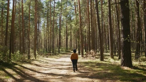 Enjoying a Peaceful Stroll Through a Sunlit Forest Trail in Autumn