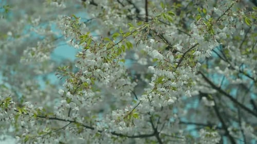 Weiße Kirschblüten, die an einem ruhigen Frühlingstag unter blauem Himmel blühen