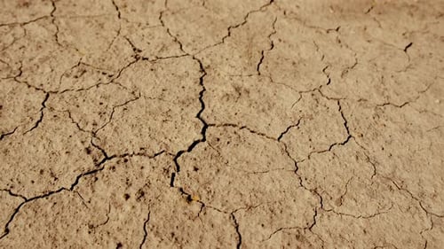 Pflanze aus trockenem Boden: Selektiver Fokus