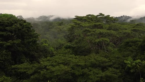 Drone shot flying over treetop canopy in Amazon rainforest in Brazil