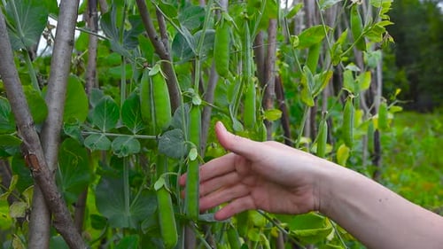 Close up of a womans hand picking fresh and ripe pea pods or peas from a pea bush in a garden at day