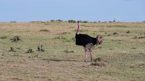 Ostrich Standing Tall in Grassy African Field