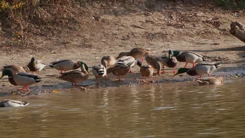 Ein fröhlicher Schwarm wilder Enten weidet am Rand eines ruhigen Sees und sonnt sich im Hellen