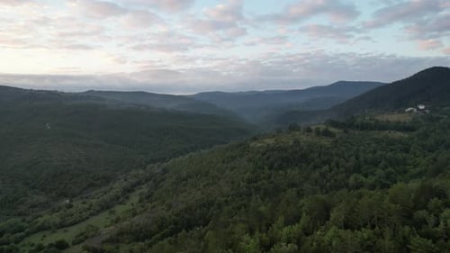 Aerial Forestainous, drone view of coniferous pine forest, footage from green nature, agriculture