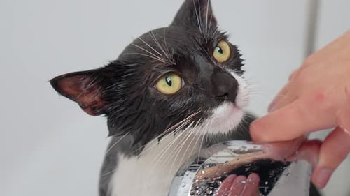 Wet Cat Enjoying Relaxing Shower in Bright Bathroom