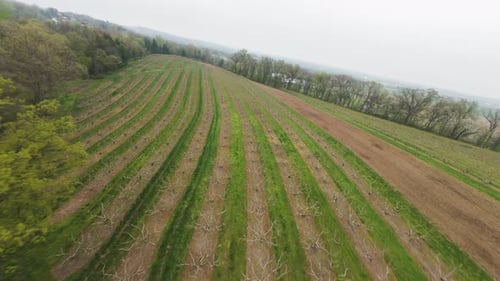Peach Orchard Cultivation on field in countryside of American Town during cloudy day in dawn. FPV Bi