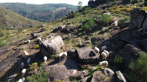 Sheep graze in the mountains. A flock of sheep is walking through the mountains. Aerial view.