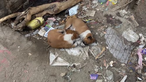 Grupo de perros callejeros durmiendo en suelo sucio en Dhaka, Bangladesh