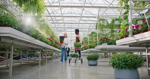 Camera Focus on Long Row in Middle of Plant House People Walking Besides Pots with Plants Woman in