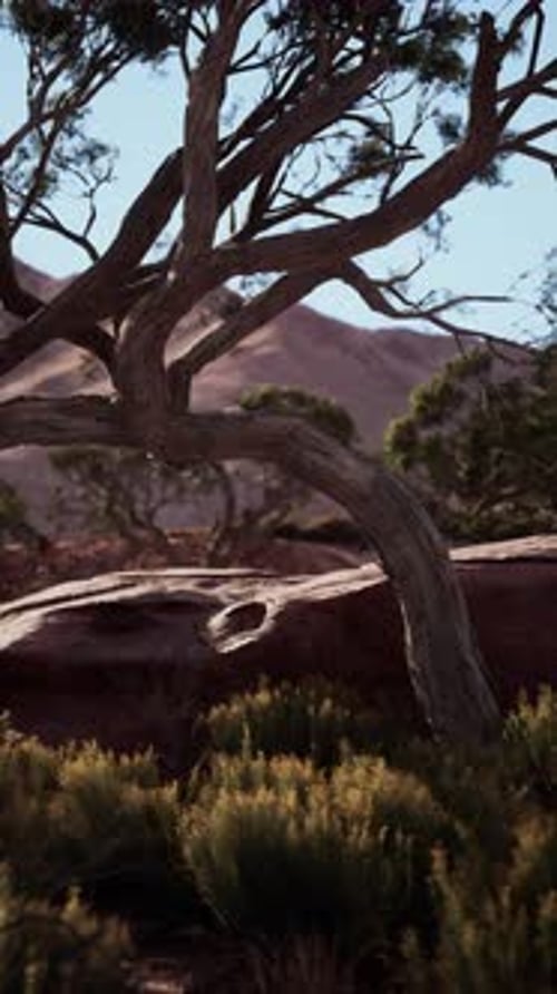 Lone Tree in Nevada Desert With Mountain Backdrop