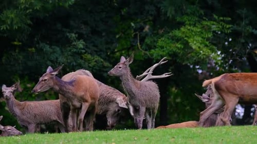 Majestic Deer Herd Resting in a Lush Forest
