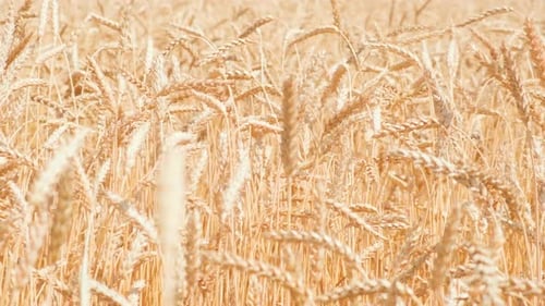 Closeup View to the Swing Ears of Wheat on the Huge Agricultural Farmland