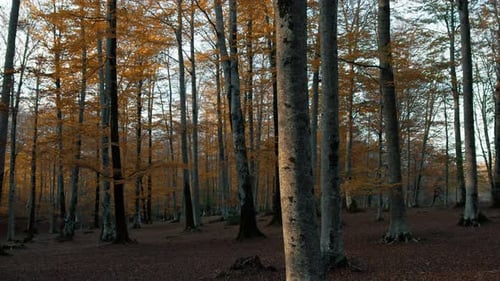 Langsame Bewegung mitten im Wald