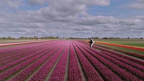 Aerial View: Pink Tulip Fields in Friesland, Netherlands