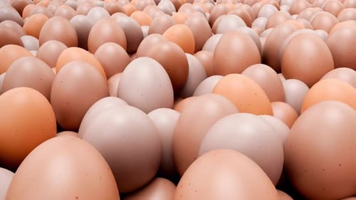 Close-up Panning Across Realistic 3D Eggs