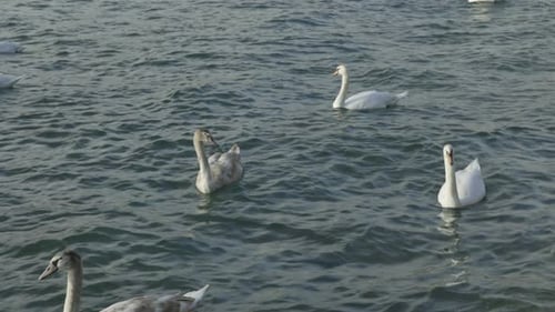 Gruppe von Schwänen, die auf dem See schwimmen