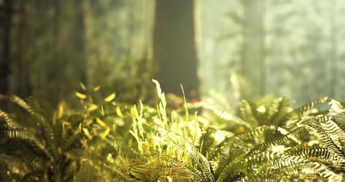 Beautiful Sunlight Filtering Through Ferns in a Tranquil Forest Setting