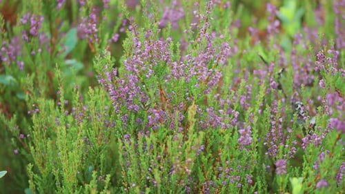 Zarte rosa und lila Blüten bedecken Heidesträucher in der Herbsttundra.
