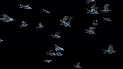 Animated Flock of Crows Flying Across Screen