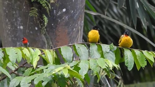 two balck-crested bulbul birds, a yellow bird and javan sunbird are on a green leaf branch