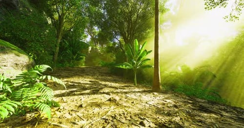 Enchanting Sunlit Forest Path with Lush Tropical Greenery