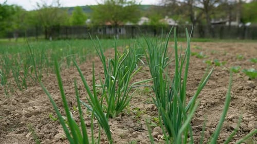 Growing Onion Plantation In The Vegetable Garden. Lush Bunches Of Green Onions