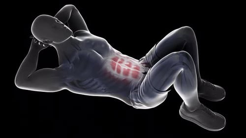 3D Anatomy of Abdominal Muscles During Sit-ups Exercise