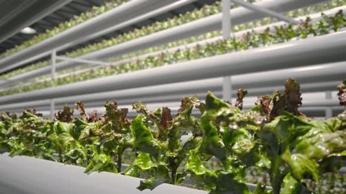 Hydroponic In The Vast Greenhouse. Aquaculture. Herb Plantation
