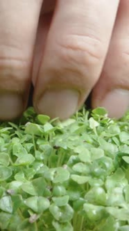 Hand Touches Fresh Green Microgreens