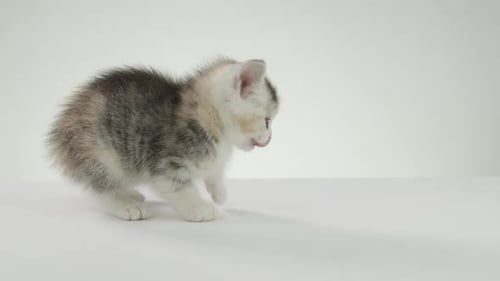 Multi-Colored Kitten Walking in Bright Studio Setting