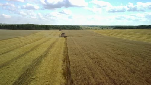 Harvester Machine to Harvest Wheat Field Working